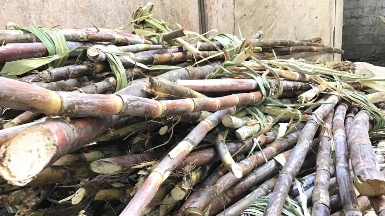 SCGF provides fund to female cane farmers